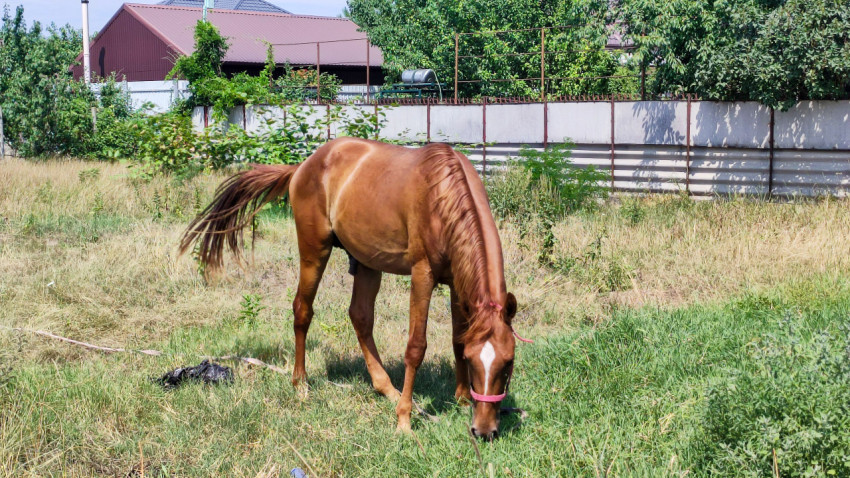 Лошадь пасётся у забора на участке с зелёной травой