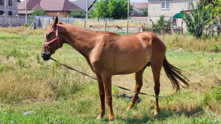 Профиль лошади на пастбище с верёвкой и частными домами на фоне