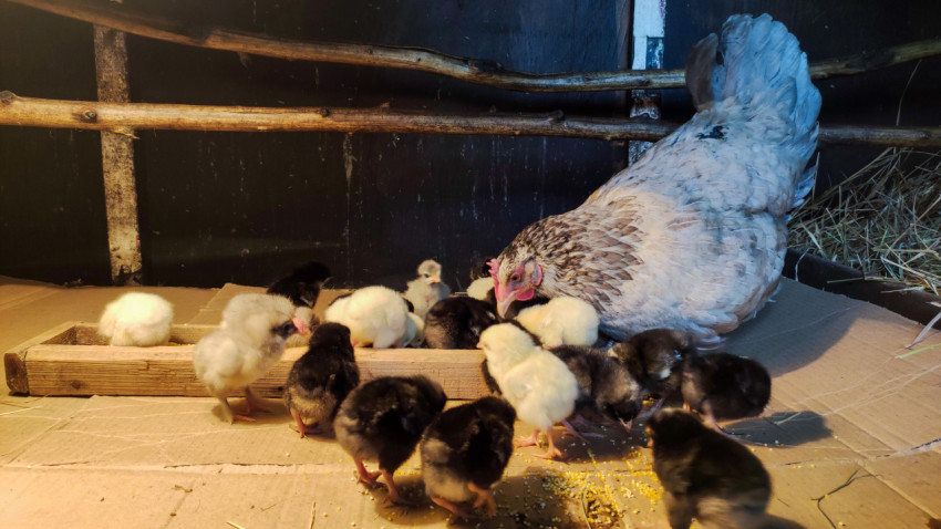 Выводок цыплят у деревянной кормушки рядом с курицей