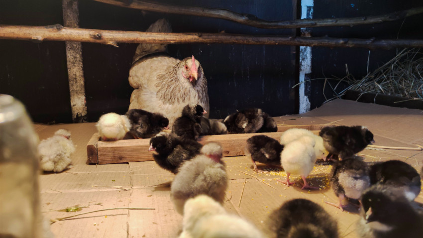 Курица в глубине курятника и цыплята на картонном настиле