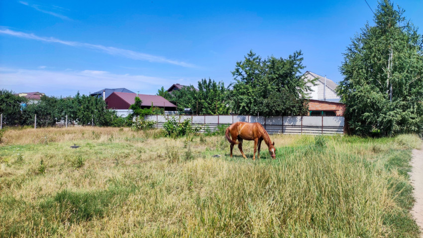 Рыжая лошадь пасётся на поле у частного сектора