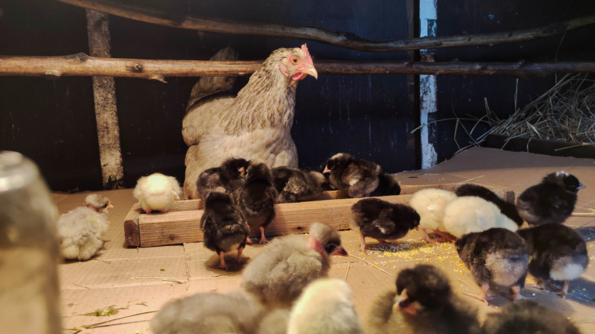 Курица-наседка и цыплята у корытца в тёплом освещении