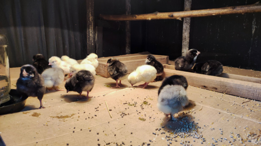 Цыплята у поилки и кормушек в тёмном помещении птичника