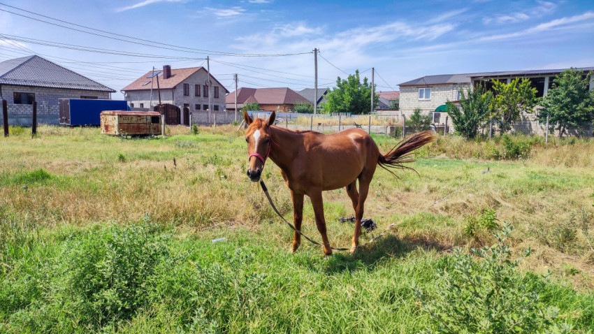 Лошадь на привязи на поле с домами и линиями электропередачи
