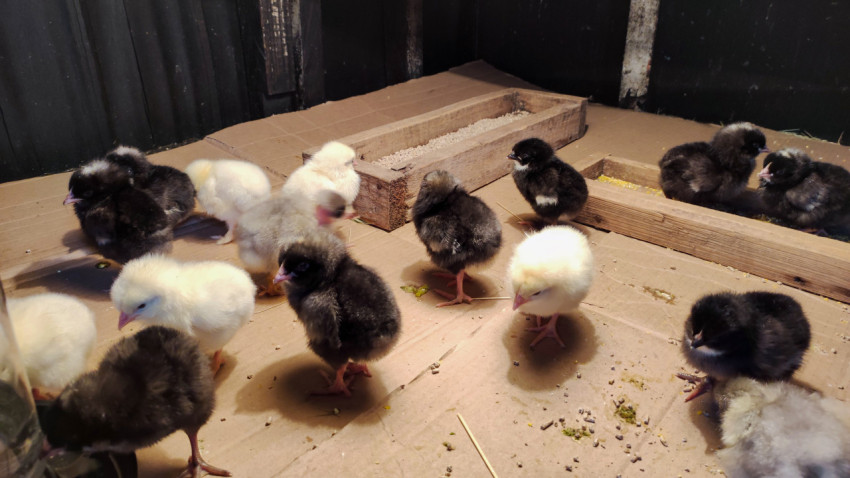 Разноцветные цыплята возле деревянных кормушек на настиле