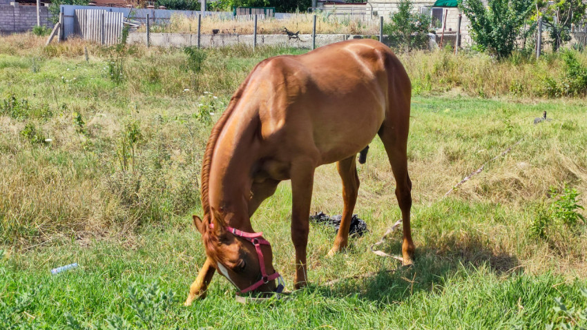 Рыжая лошадь с розовым недоуздком щиплет траву крупным планом