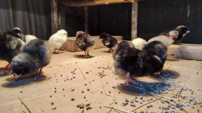 Группа цыплят на деревянном полу у корма в птичнике