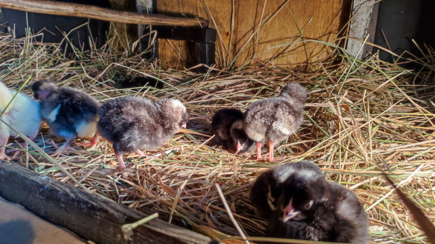 Цыплята на соломенной подстилке в тёплом углу птичника