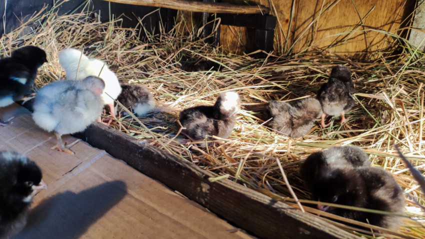 Цыплята отдыхают и ходят по сену в птичнике
