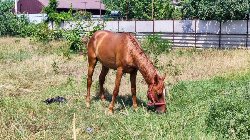 Рыжая лошадь в недоуздке пасётся на траве у забора
