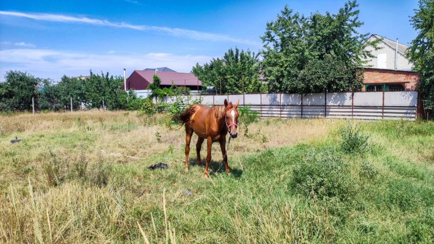 Лошадь на поле у забора и деревьев под голубым небом