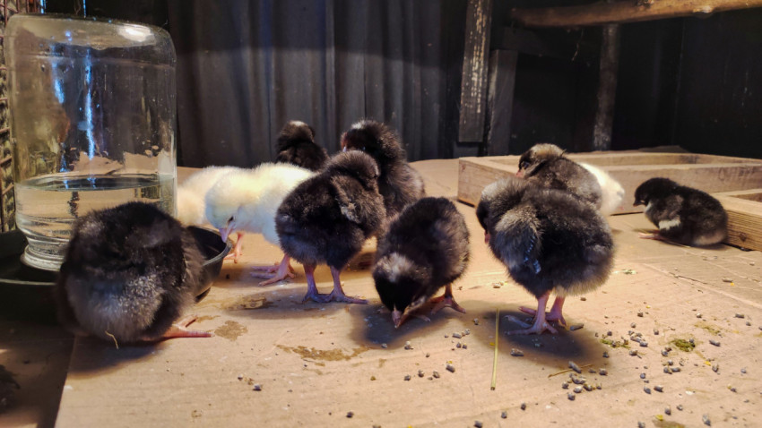 Цыплята у поилки с банкой на полу птичника