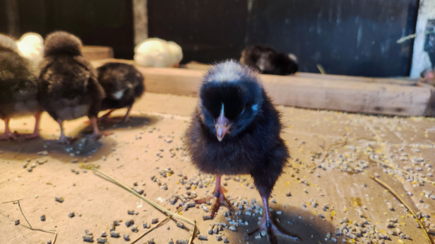 Чёрный цыплёнок крупным планом на полу с рассыпанным кормом
