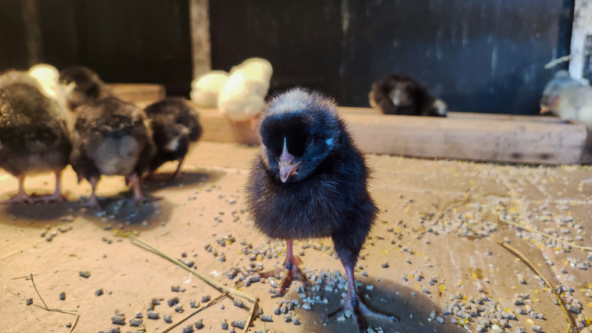 Чёрный цыплёнок стоит у крошек корма в птичнике