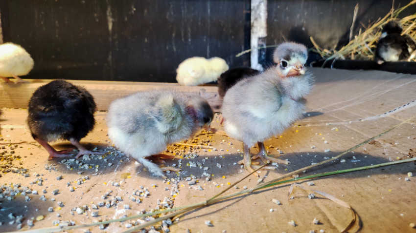 Серые и чёрные цыплята у рассыпанного корма на полу