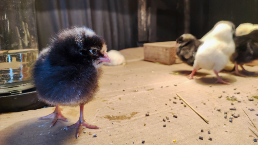 Чёрный цыплёнок у поилки на полу птичника