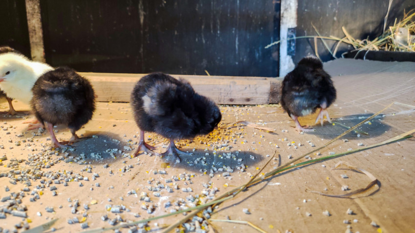Три цыплёнка клюют корм на полу в птичнике