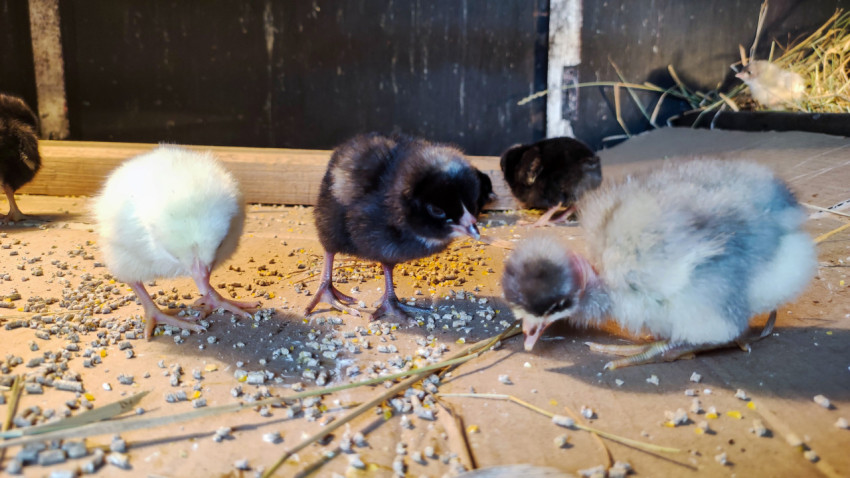 Пушистые цыплята разных окрасов клюют корм на подстилке
