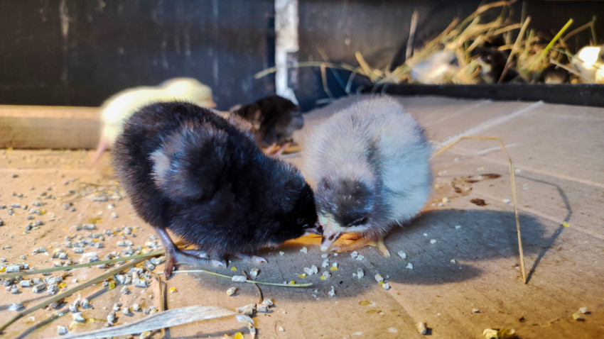 Тёмный и светлый цыплята клюют зерно рядом на подстилке