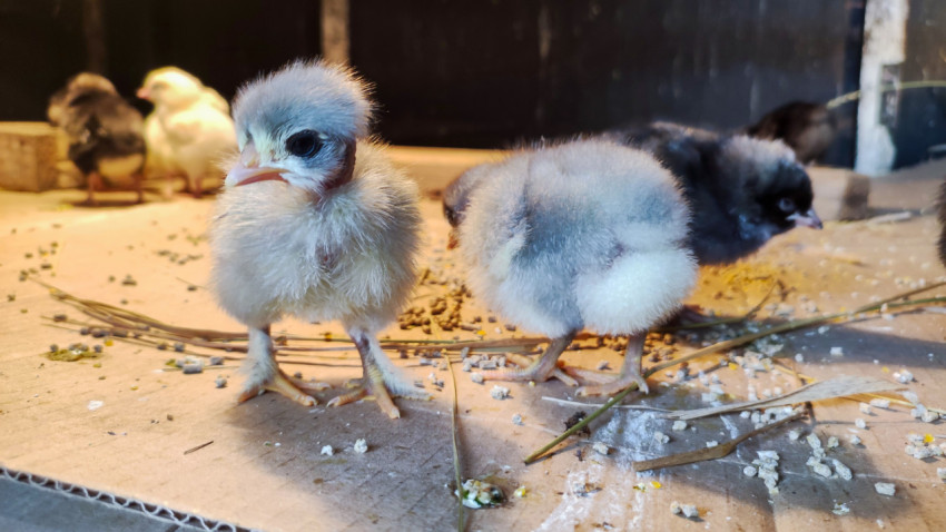 Два пушистых цыплёнка стоят на картонной подстилке среди корма