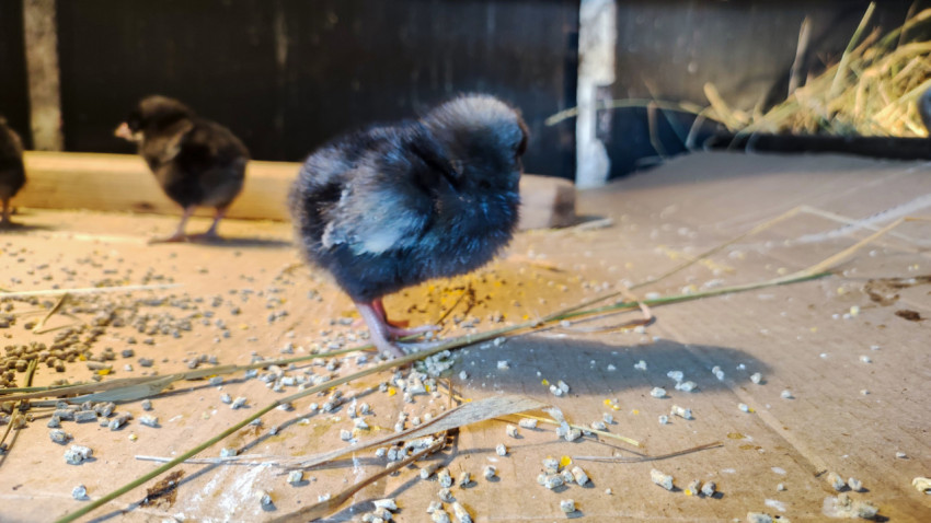 Чёрный цыплёнок стоит на подстилке рядом с рассыпанным кормом