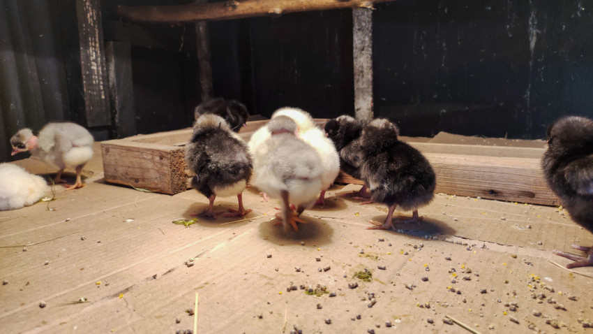 Группа цыплят собралась у деревянной планки в брудере