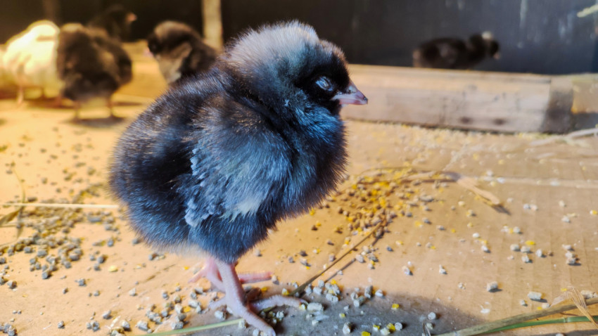 Пушистый тёмный цыплёнок стоит у рассыпанного корма крупным планом