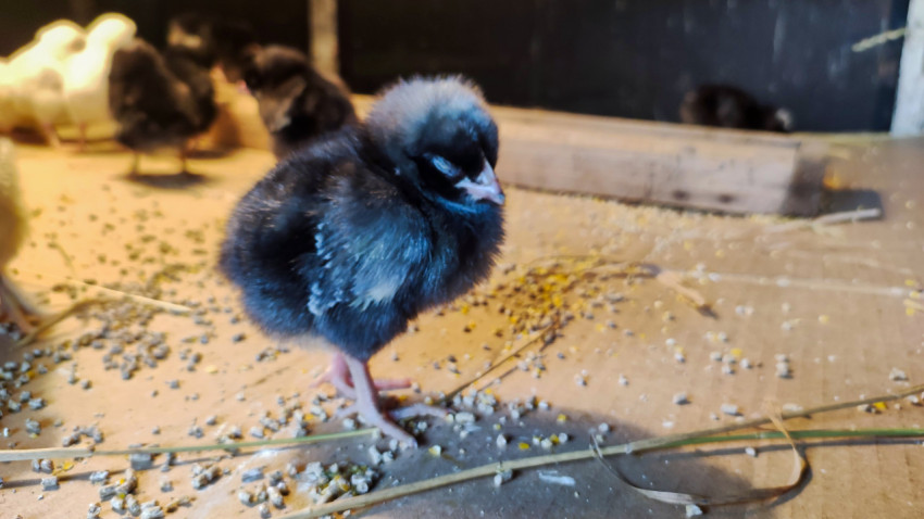 Тёмный цыплёнок повернул голову на фоне брудера и корма