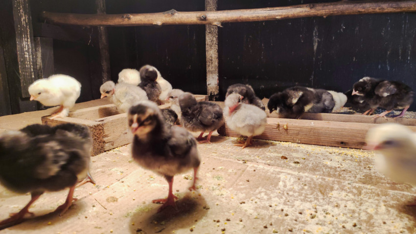 Разноцветные цыплята у кормушки в брудере