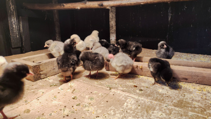 Группа цыплят у деревянных кормушек в тёмном брудере