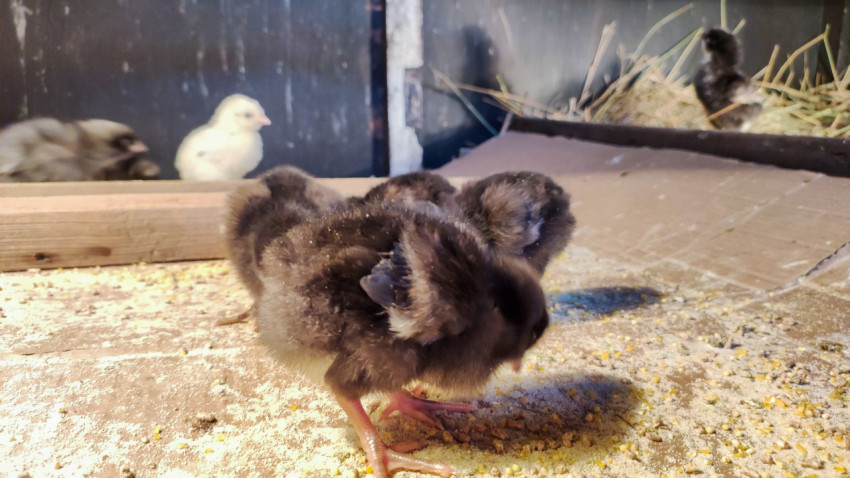 Чёрные цыплята на полу брудера возле подстилки из сена