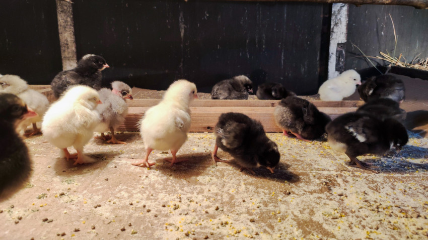 Цыплята клюют корм на полу возле длинной кормушки