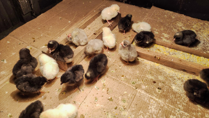 Цыплята разных окрасов на деревянных планках в брудере