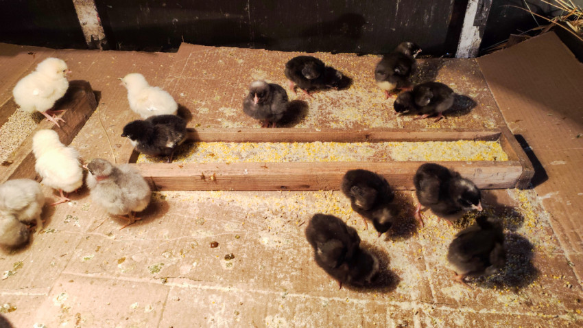 Суточные цыплята в картонном коробе на подстилке