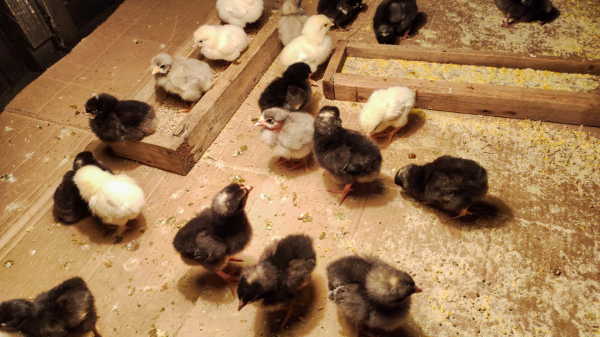 Цыплята разных окрасов в коробе с подстилкой и кормом