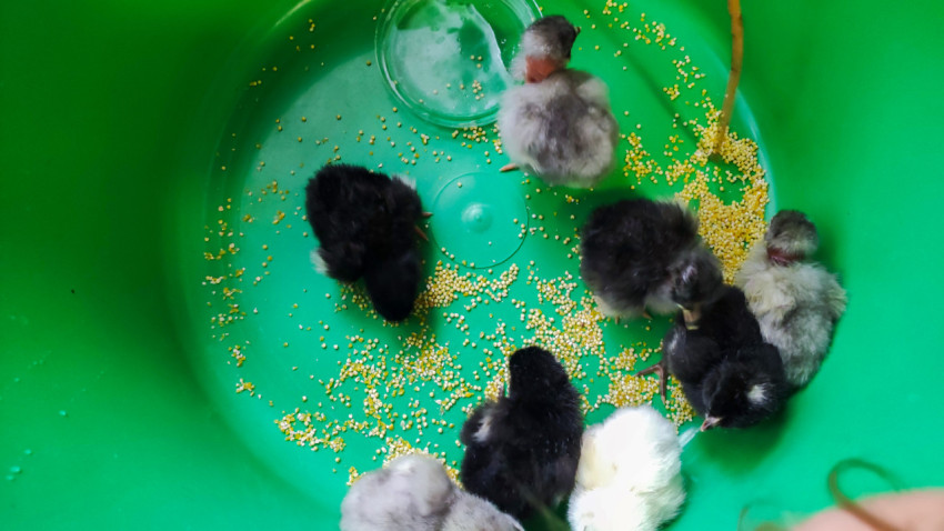 Вид сверху на группу цыплят, клюющих пшено в зелёном тазу рядом с поилкой