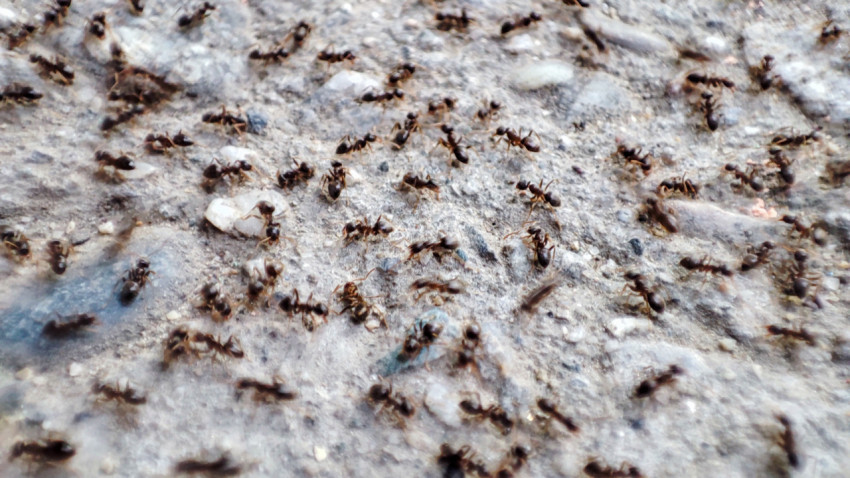 Колония мелких муравьёв на шероховатой поверхности крупным планом