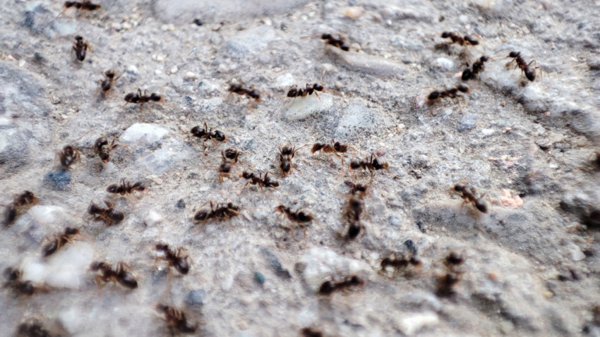Муравьиная активность на каменистом грунте, макросъёмка