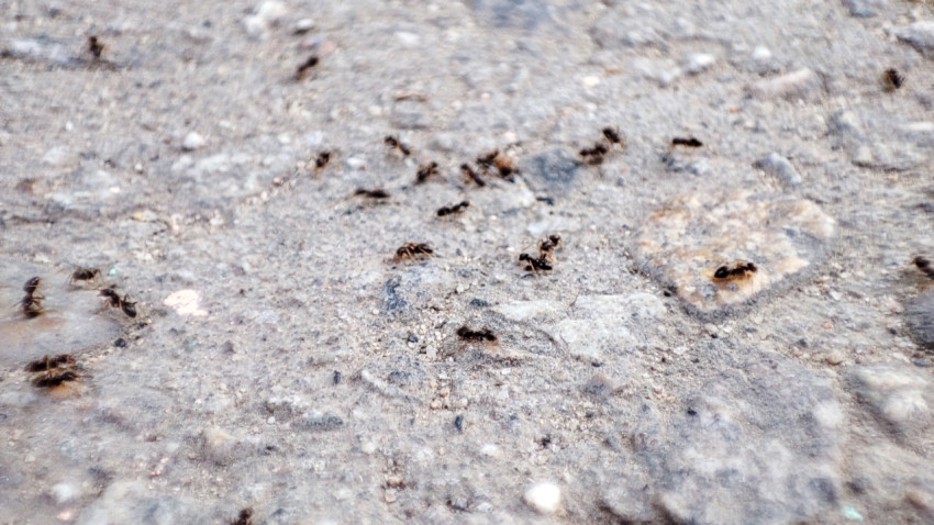 Муравьиная тропа на серой поверхности с камнями, общий план