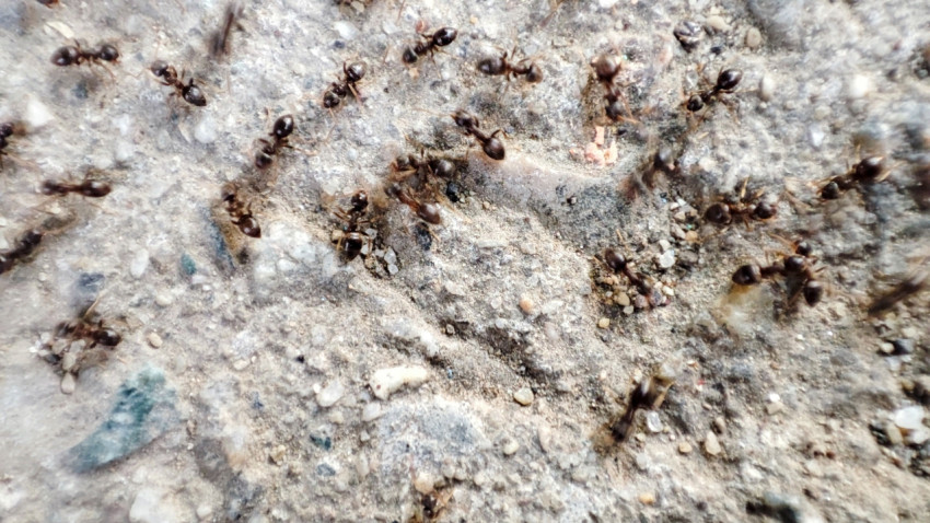 Муравьи на песчанистой поверхности с мелким гравием, макросъёмка