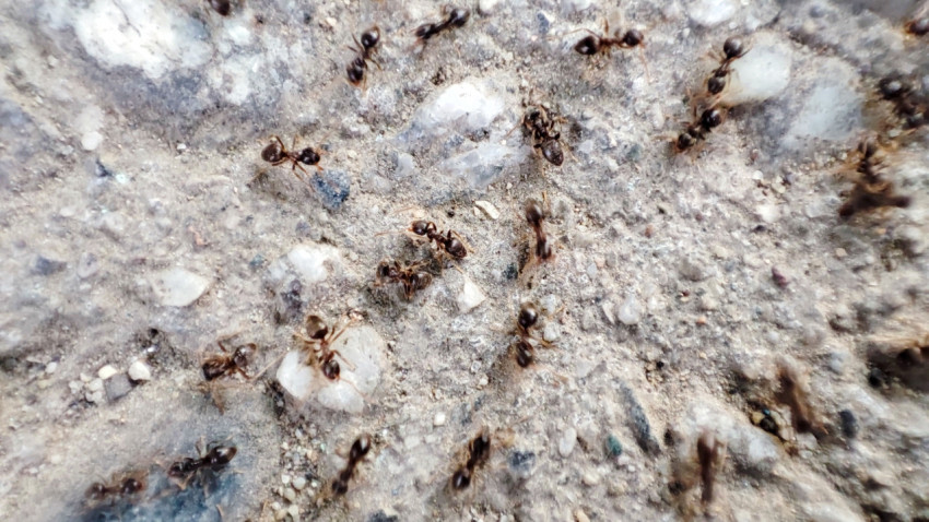 Муравьи среди каменной крошки на сером бетоне крупным планом