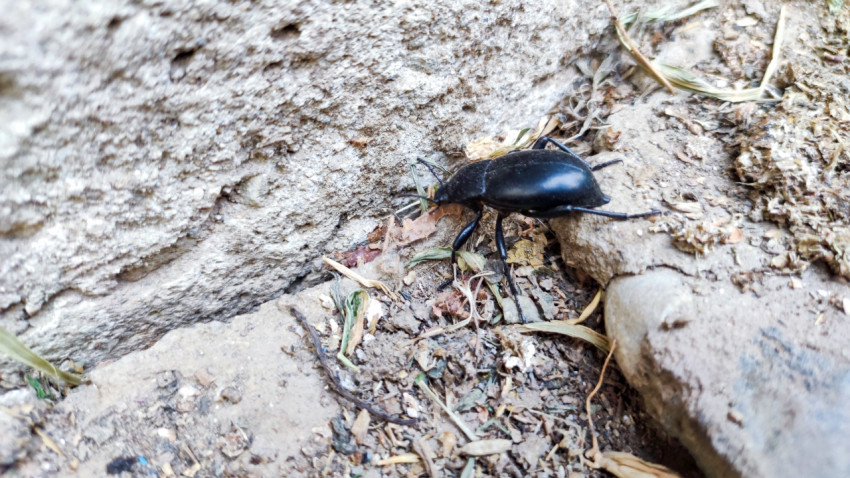 Чёрный жук ползёт по сухой земле у камня крупным планом