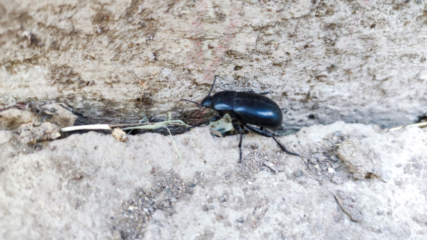 Чёрный жук у стены ползёт вдоль щели в грунте крупным планом