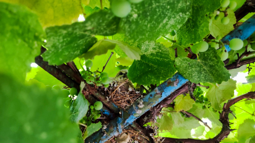 Гнездо птенца голубя среди листьев и зелёных ягод винограда