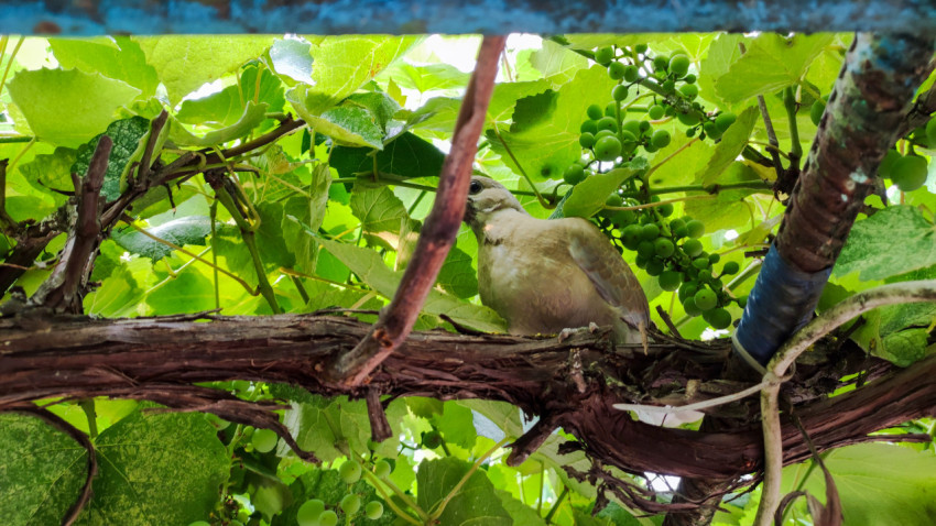 Голубь на толстой лозе винограда рядом с зелёными гроздьями
