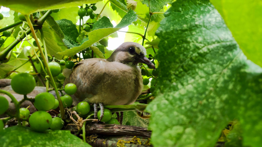 Голубь в укрытии из виноградных листьев и гроздей