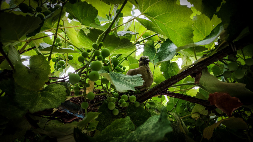 Птица среди листьев винограда и зелёных гроздьев