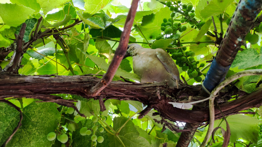 Голубь сидит в тени виноградной лозы под зелёными листьями