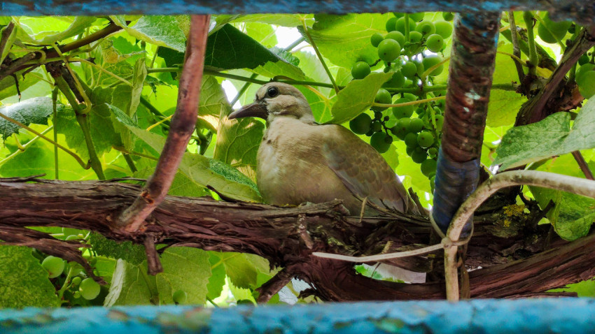 Крупный план голубя на лозе винограда рядом с гроздью