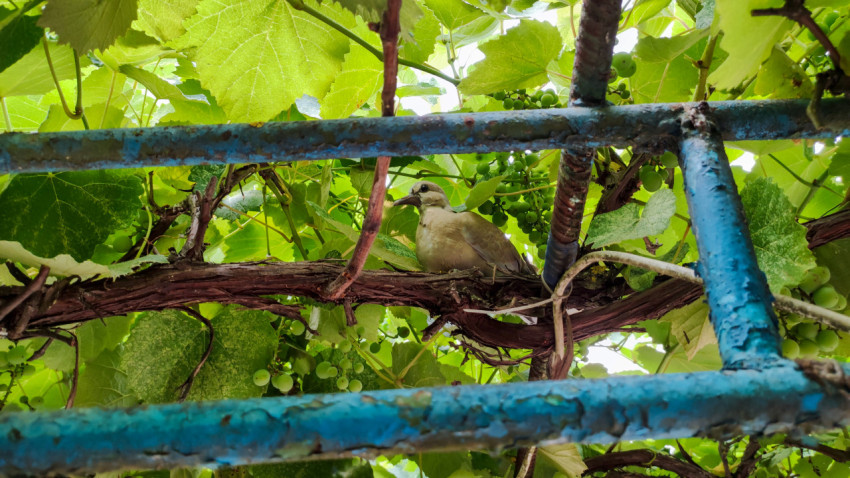 Голубь на виноградной лозе за синими перекладинами шпалеры